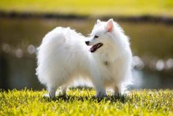 a pomeranian standing by a pond