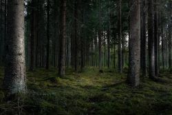 Dark forest with tall trees