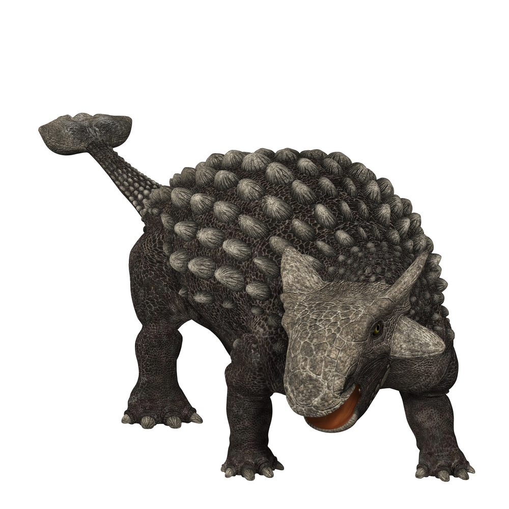 An Anklyosaurus