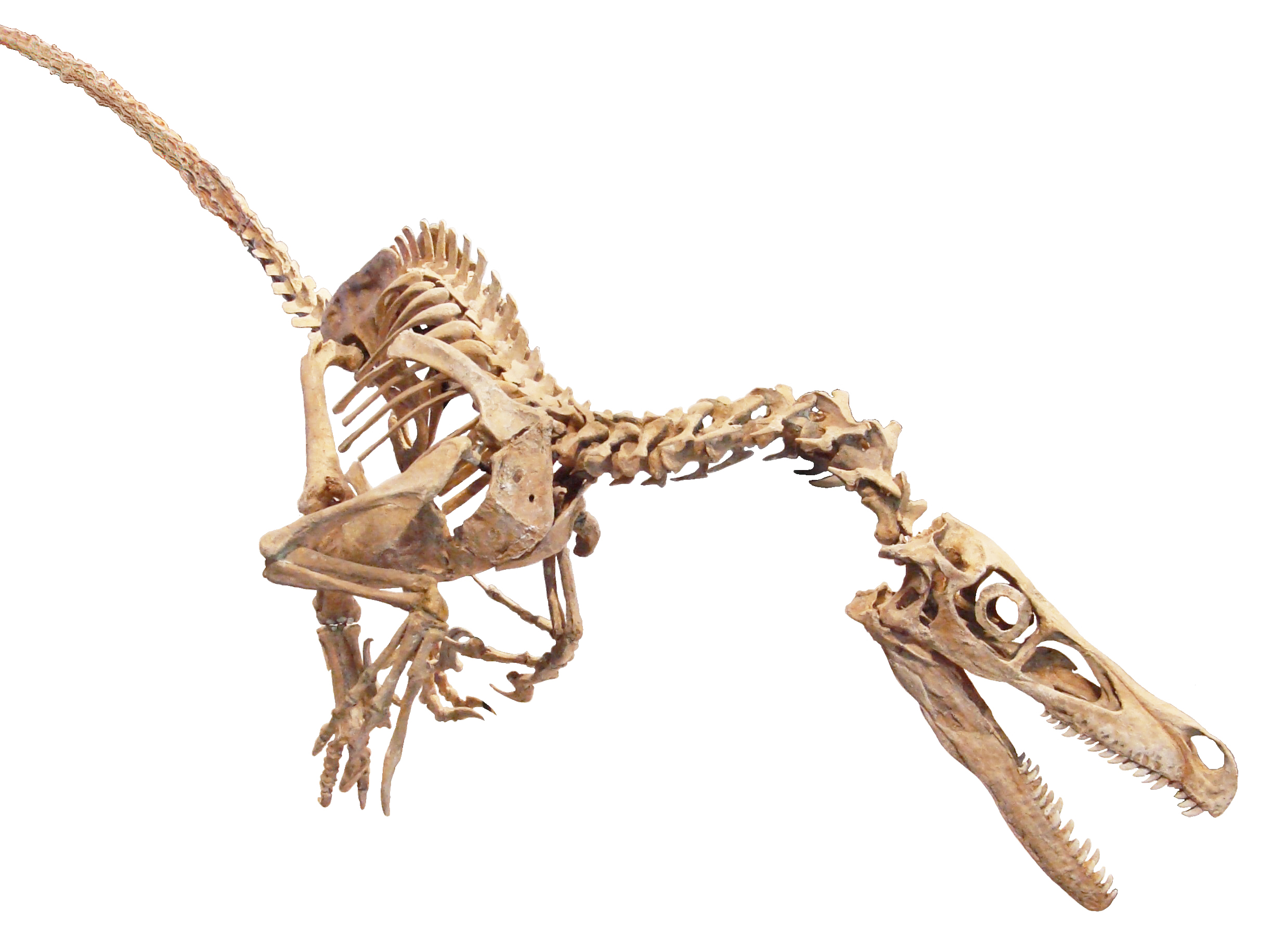 velociraptor skeleton