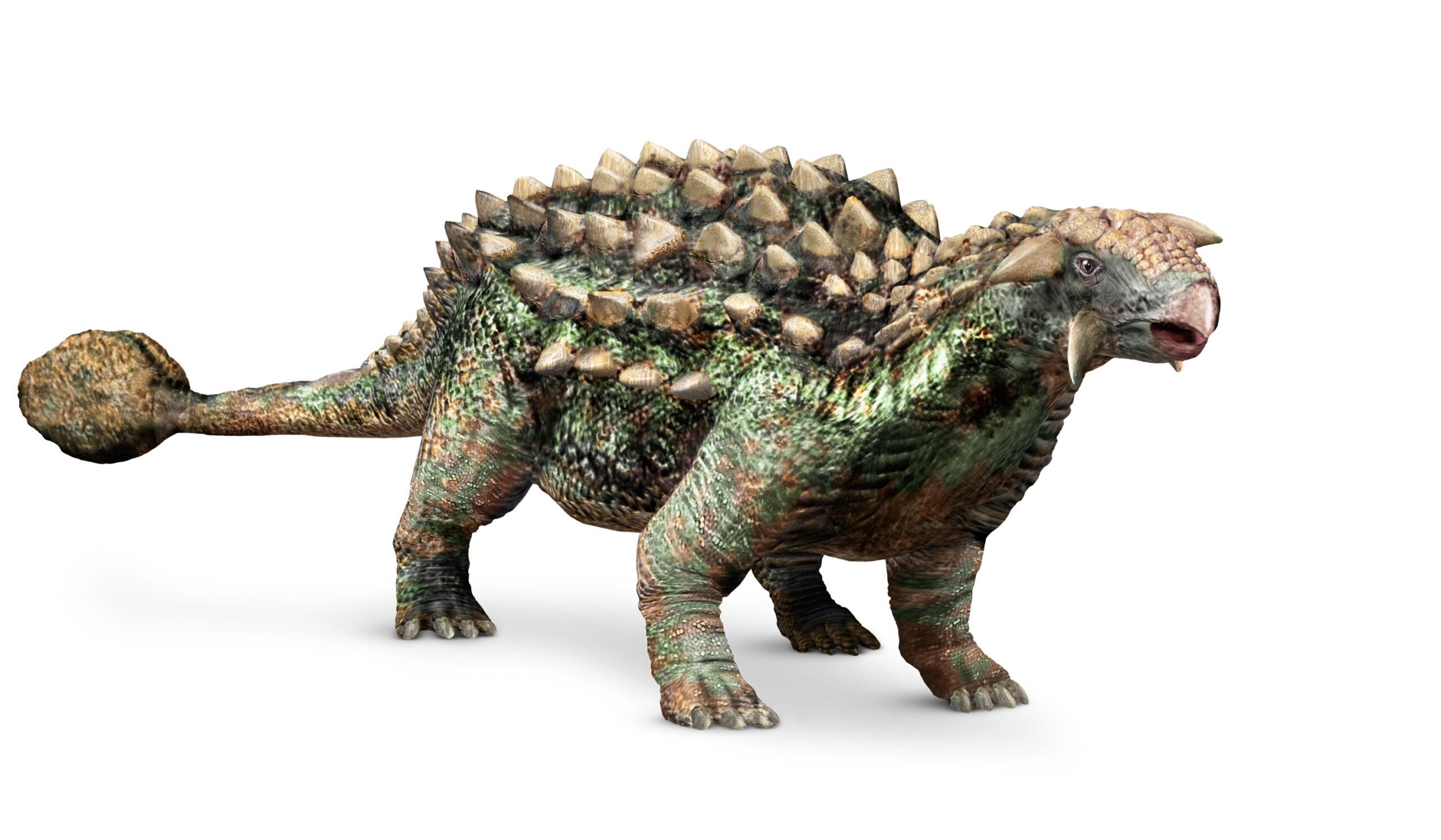 An Anklyosaurus